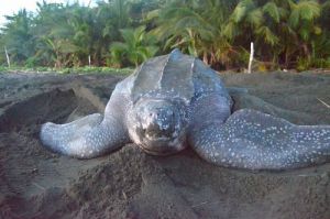 La UMH de Elche quiere conservar la tortuga mora afectada por el AVE