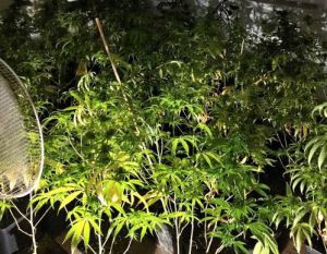 Detenido un reincidente por narcotráfico en Vícar con una casa dedicada a la marihuana