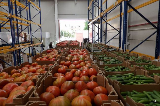 Almería exporta el 54% de la horticultura andaluza