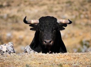 Almería es la menos taurina de Andalucía