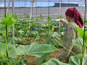 El sector agrario cada vez gasta menos en salarios