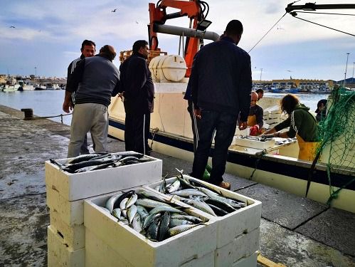 La flota de palangre de superficie entra en paralización temporal