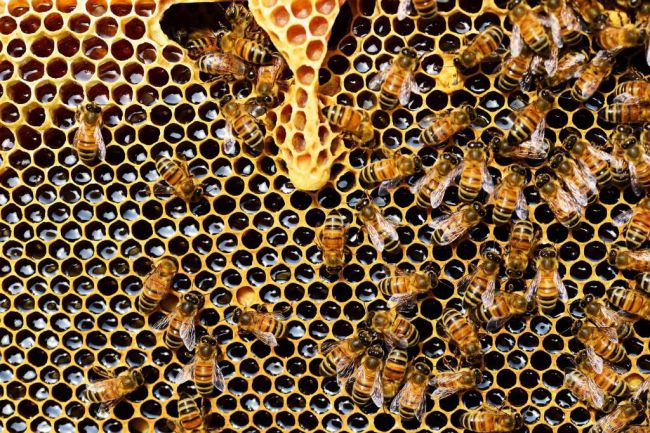 Abejas y pulseras de silicona para medir la contaminación ambiental