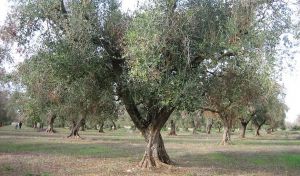 Por qué las aves migratorias son claves en la producción de aceite