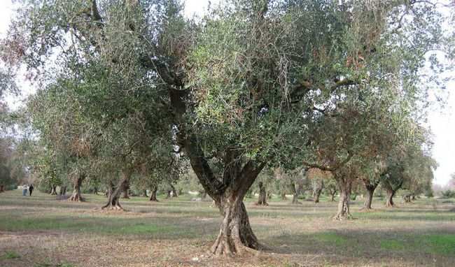 El polen del olivo alcanza niveles medios en Almería