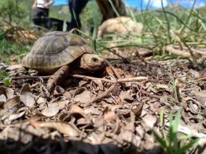 Coger una tortuga mora puede llevarte a multas y procesos judiciales