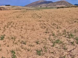 La campaña de cereales en Almería sufre los efectos de la sequía