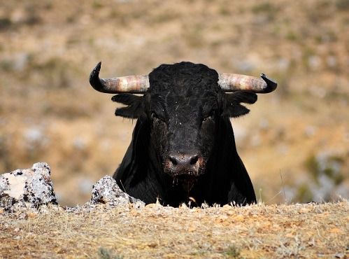 Los especialistas advirtieron de la baja calidad de la Feria Taurina de Almería