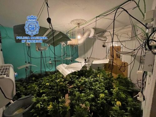 Los cultivos de marihuana aumentan un 154,5% en Almería