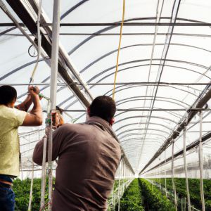 33 agricultores de Almería reciben ayudas para la modernización de explotaciones agrarias