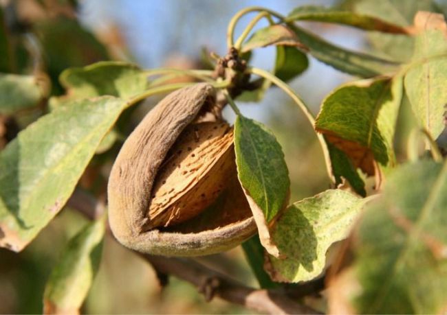 El calor y la sequía golpean la producción de almendra