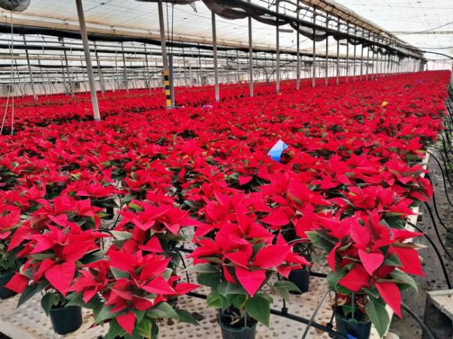 Almería lidera la producción nacional de Flor de Pascua en Navidad