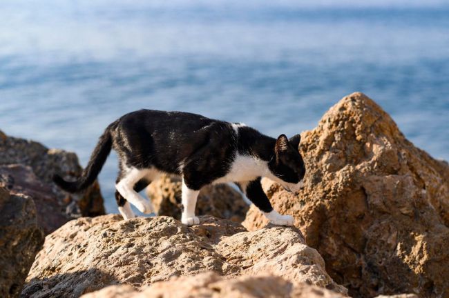 Multado por dar de comer a gatos callejeros