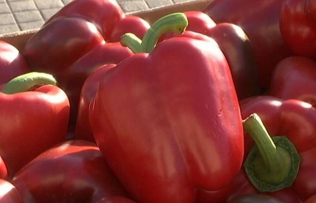 Productores de Almería se movilizan tras el cierre inesperado del mercado estadounidense para el pimiento español