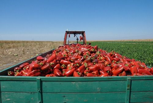 Productores de Almería esperan reanudar exportaciones de pimiento a EEUU en febrero