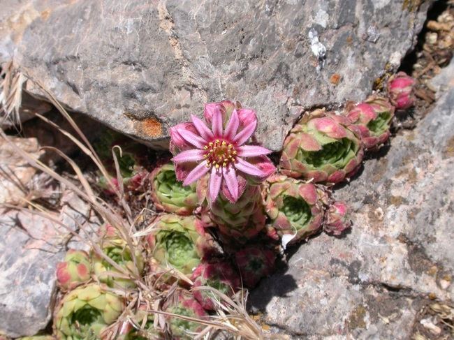 La “Siempreviva”, planta del mes en el Jardín Botánico 'Umbría de la Virgen'