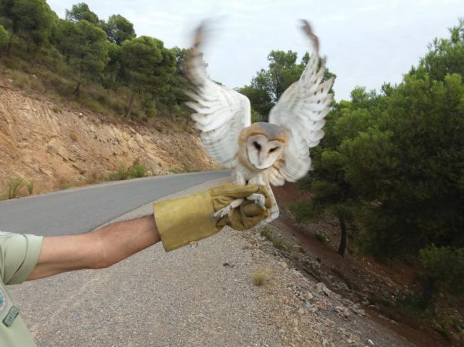 Agentes de Medio Ambiente de la Junta liberan una lechuza en Sierra de Gádor