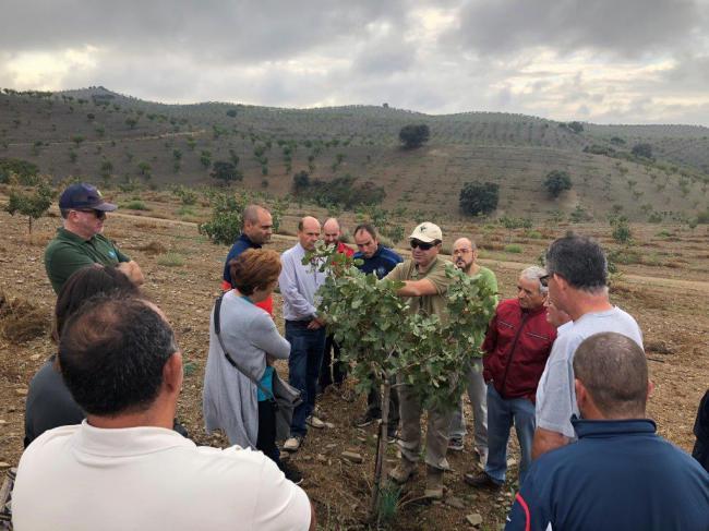 Almería cuenta con aproximadamente 90 hectáreas de pistachero