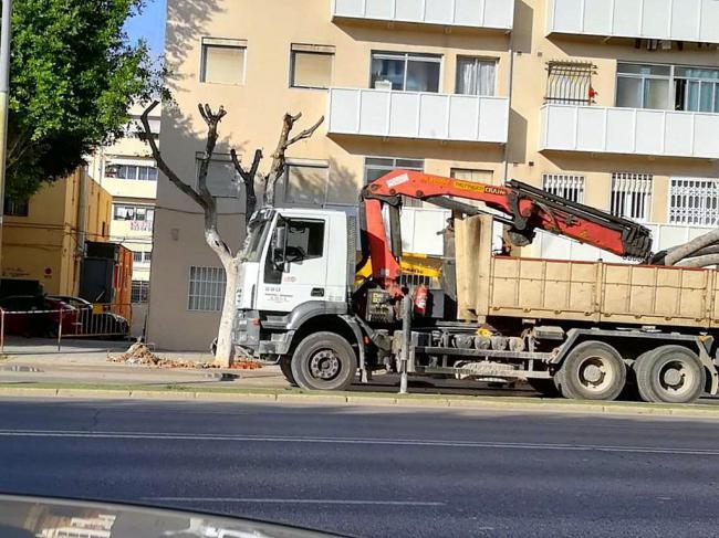 El PSOE pide al PP explicaciones por la eliminación de árboles en la Avenida del Mediterráneo