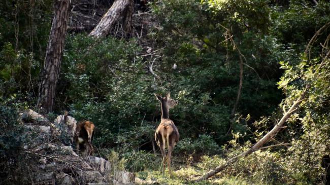 La Junta publica las ayudas forestales que llevaban siete años sin convocarse