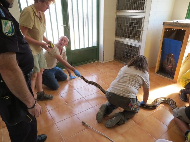 Incautada una serpiente pitón de más de tres mestros en Almería