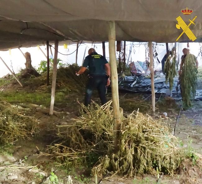 Detenido en Gérgal por cultivo de 1.290 plantas de marihuana