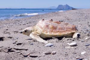 La Junta liberó 10 tortugas marinas en 2019 tras su recuperación física