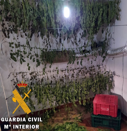 Dos detenidos que tenían 4 habitaciones de una vivienda dedicados a la marihuana