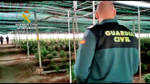 62.000 plantas de cannabis intervenidas en una plantación de cáñamo en Almería