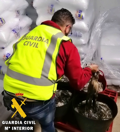 Guardia Civil interviene 100 Kg de pulpo que no se presentó en lonja para su venta