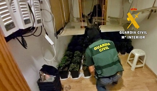 Intervenidas 88 plantas de marihuana y otras drogas en una vivienda con dos menores