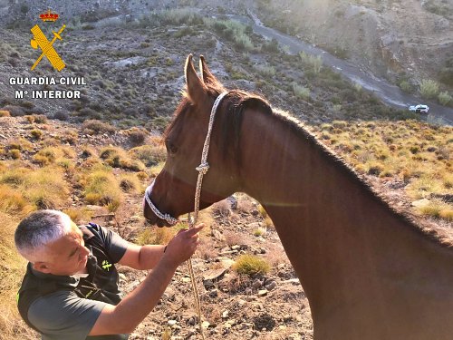 La Guardia Civil rescata a un caballo árabe en una zona montañosa en Huércal Overa