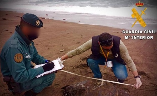 La Guardia Civil ayuda en el varamiento de una tortuga, un delfín y un zifio de Cuvier de seis metros de envergadura