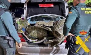 Detienen a conductor temerario con maletero lleno de marihuana en autovía A7