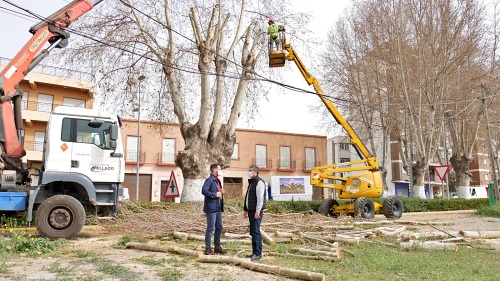 Ayuntamiento de Adra poda los árboles de la N-340