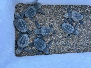 20 crías de tortuga boba viajan de Almería a Algeciras