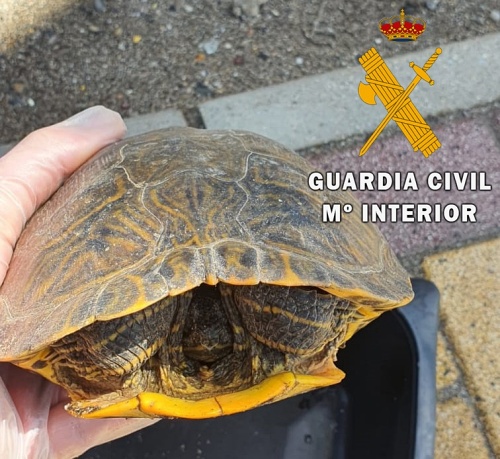 La Guardia Civil recupera un galápago de Florida “Trachemys Scripta”