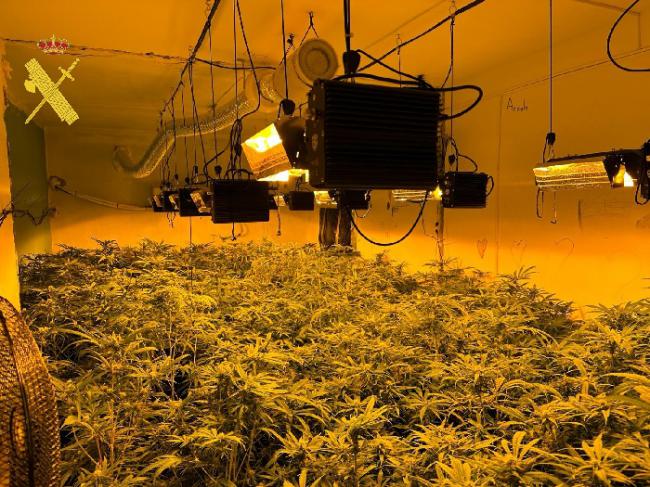 Intervenidas 1.000 plantas de marihuana en una casa de Benizalón