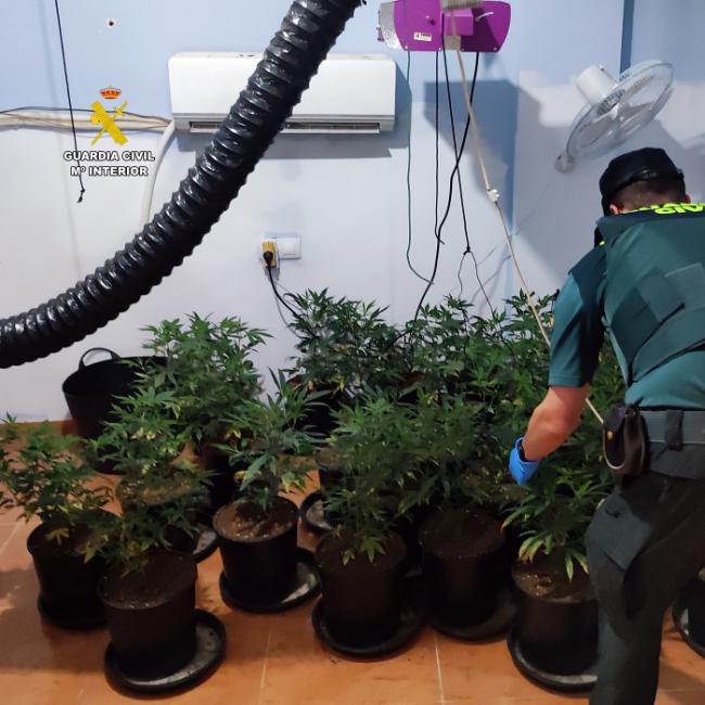 Dos detenidos en Canjáyar por cultivar marihuana y robar electricidad
 