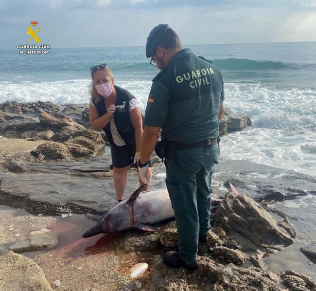 Un delfín muerto aparece en una playa de Garrucha