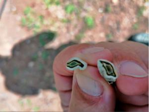 Una helada atípica provoca graves daños en los almendros de Almería