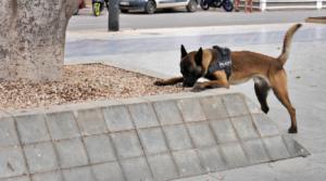 La Policía Local de Adra detiene a dos individuos por un presunto delito contra la salud pública