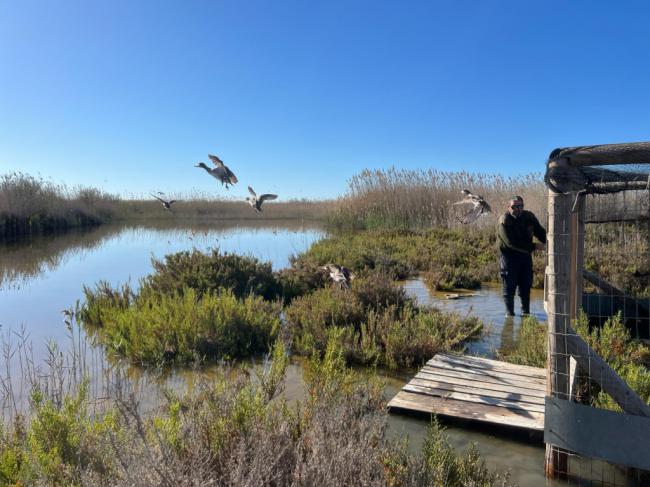 Liberan en Punta Entinas-Sabinar 27 cercetas pardillas