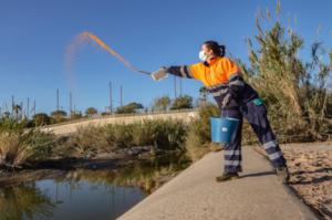 Almería intensifica las operaciones para reducir la presencia de mosquitos en el municipio