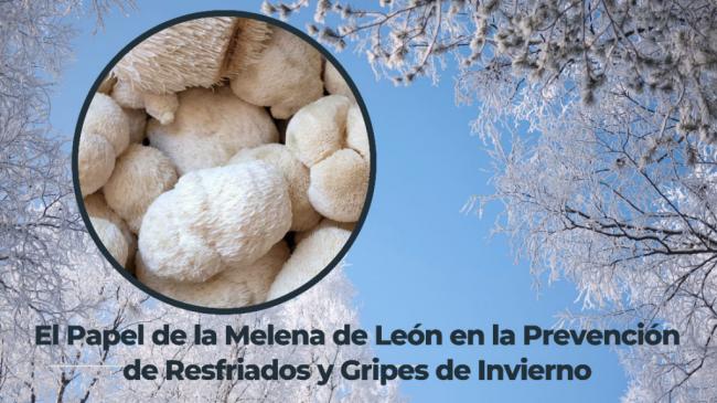 El Papel de la Melena de León en la Prevención de Resfriados y Gripes de Invierno