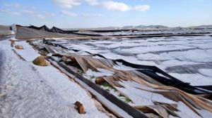 El 85% de los invernaderos de Almería no tiene seguro