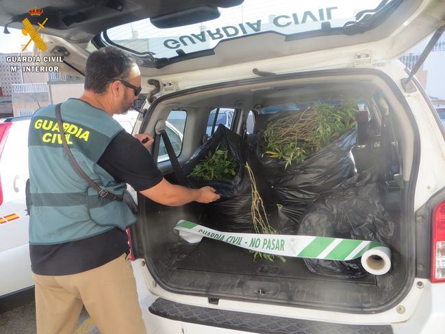 Tenía 242 plantas de marihuana cultivadas en su casa