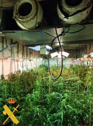 La Guardia Civil incauta 1.500 plantas de cannabis