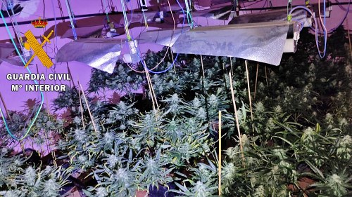 Intervenidas 638 plantas de marihuana en Gérgal