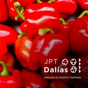 El Ayuntamiento de Dalías suspende las Jornadas del Pimiento Temprano